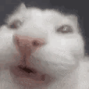 img-1719164565619006yv14Igy1hn7x7b1u0gg303k03kqv5.gif